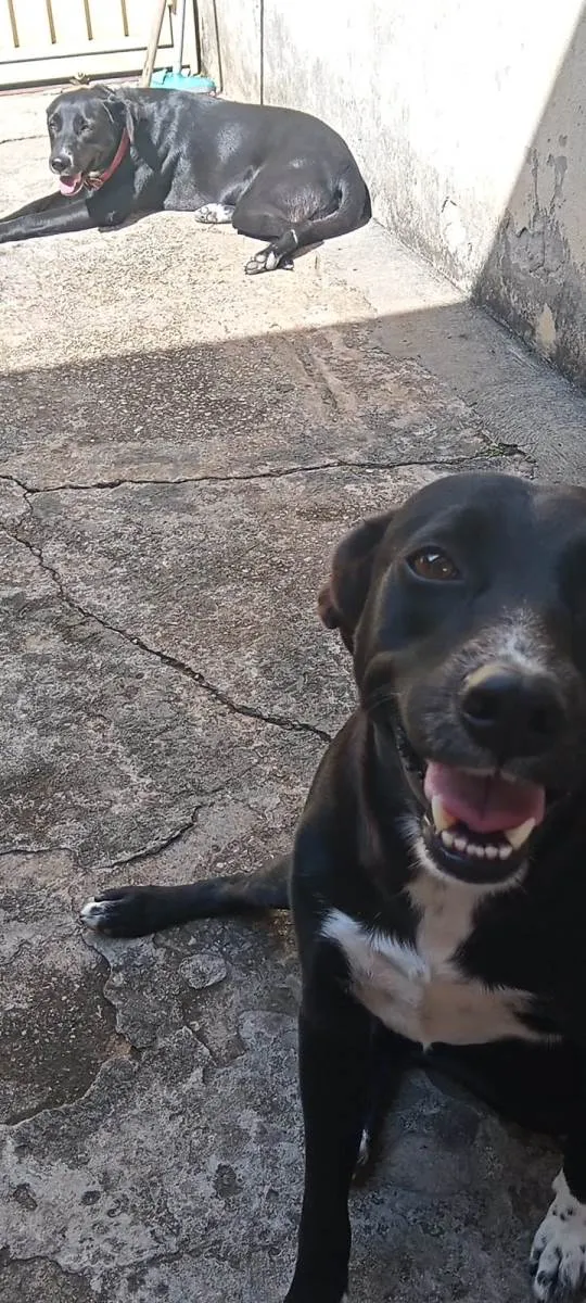 Cachorro ra a SRD-ViraLata idade 5 anos nome Pretinha e Pequena