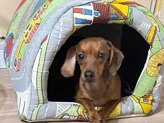 Cachorro ra a Linguiça  idade 3 anos nome Mel