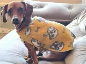 Cachorro raça Linguiça  idade 3 anos nome Mel