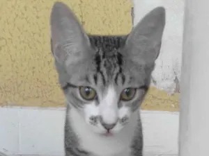 Gato raça SRD idade 2 a 6 meses nome GATINHAS