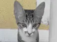 GATINHAS