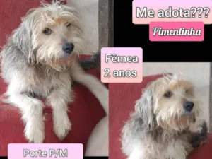 Cachorro raça SRD-ViraLata idade 2 anos nome Pimentinha