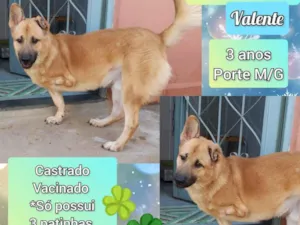 Cachorro raça SRD-ViraLata idade 3 anos nome Valente