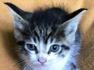 Gato raça SRD idade Abaixo de 2 meses nome Bebês 