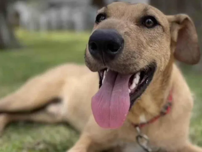 Cachorro raça SRD idade 7 a 11 meses nome Billy 
