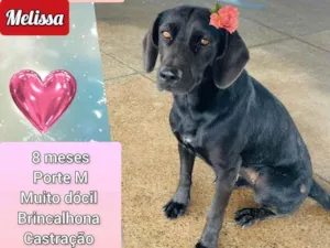 Cachorro raça SRD-ViraLata idade 7 a 11 meses nome Melissa 