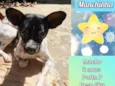 Manchinha