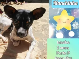 Cachorro raça SRD-ViraLata idade 2 anos nome Manchinha
