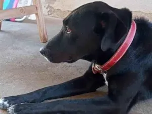 Cachorro raça SRD-ViraLata idade 5 anos nome Pretinha e Pequena