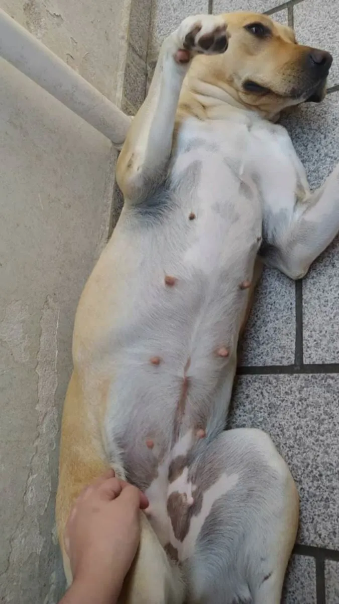 Cachorro ra a  idade 6 ou mais anos nome Amora e Princesa 