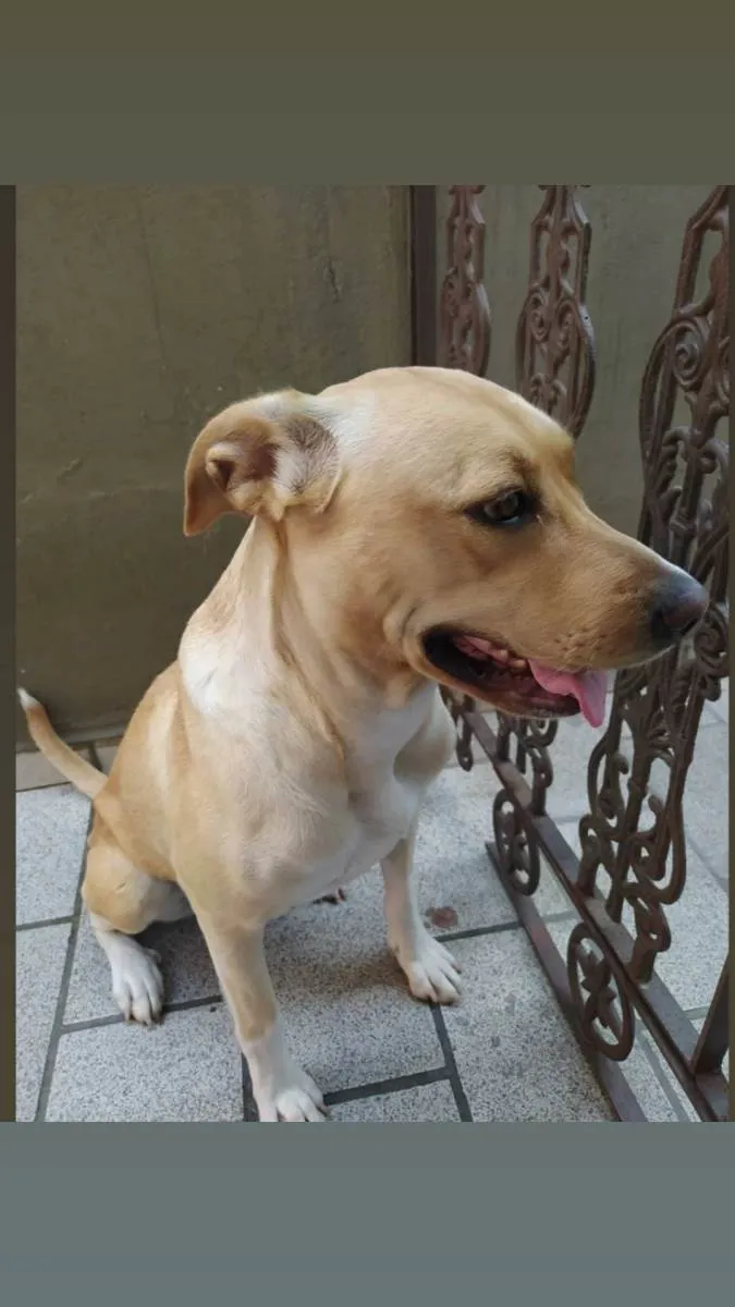 Cachorro ra a  idade 6 ou mais anos nome Amora e Princesa 