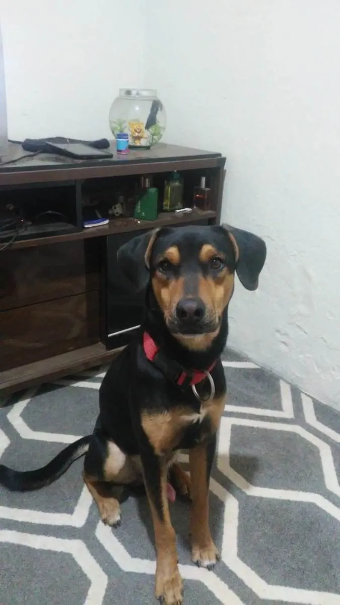 Cachorro ra a SRD-ViraLata idade 1 ano nome Duck