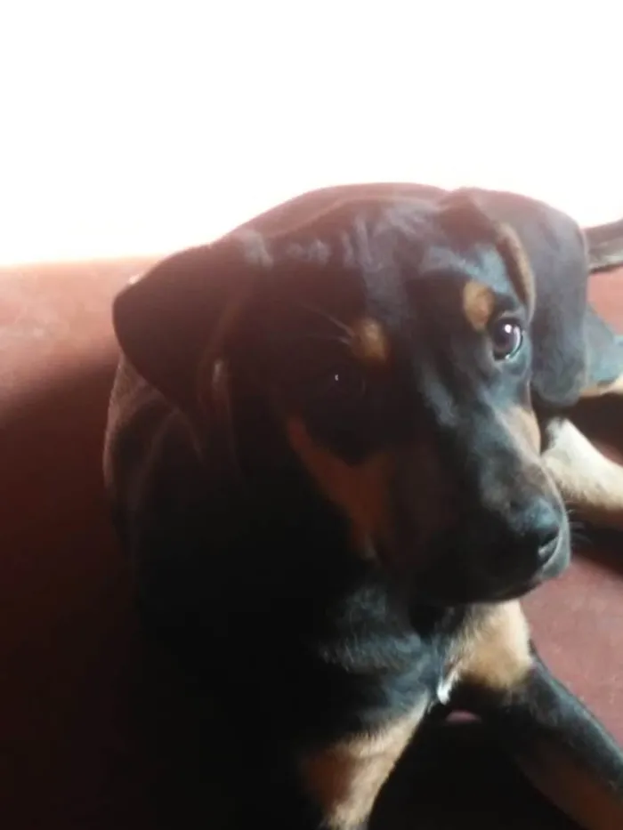Cachorro ra a SRD-ViraLata idade 1 ano nome Duck
