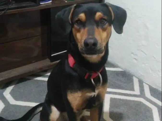 Cachorro ra a SRD-ViraLata idade 1 ano nome Duck