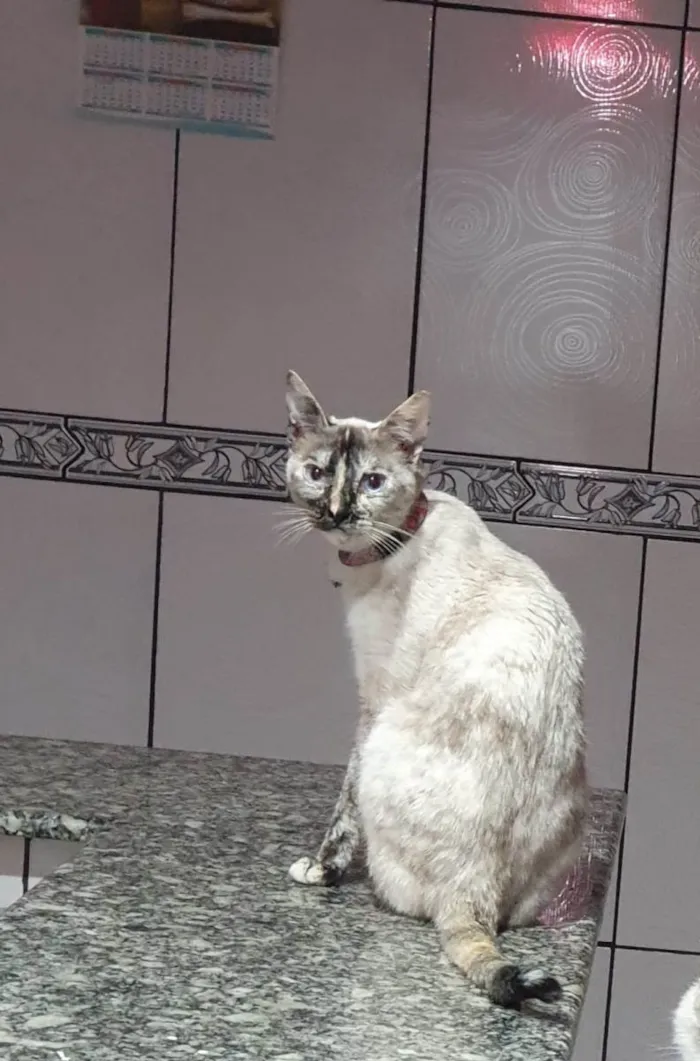 Gato ra a Siamês idade 2 anos nome Cloe