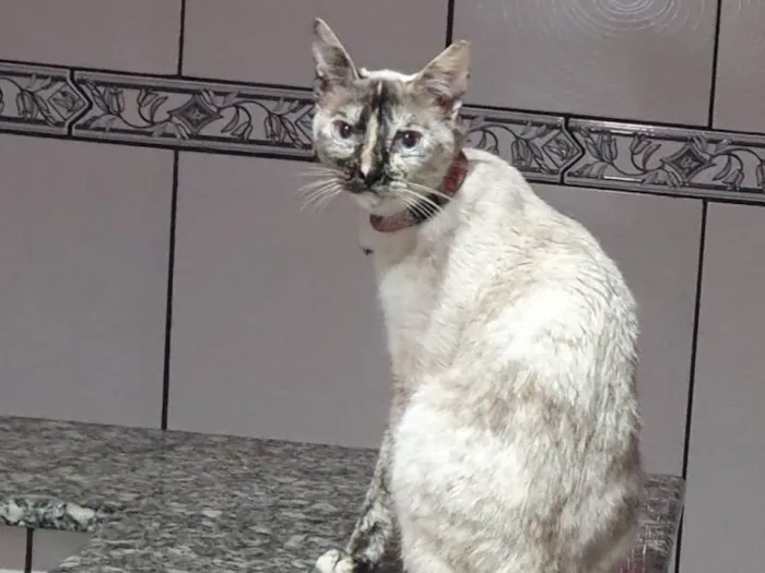 Gato ra a Siamês idade 2 anos nome Cloe