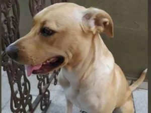 Cachorro raça  idade 6 ou mais anos nome Amora e Princesa 