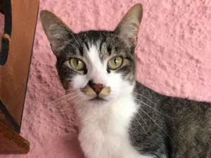Gato raça SRD idade 7 a 11 meses nome Francisco