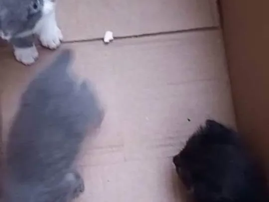 Gato ra a Filhotes idade Abaixo de 2 meses nome Filhotes