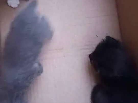 Gato ra a Filhotes idade Abaixo de 2 meses nome Filhotes