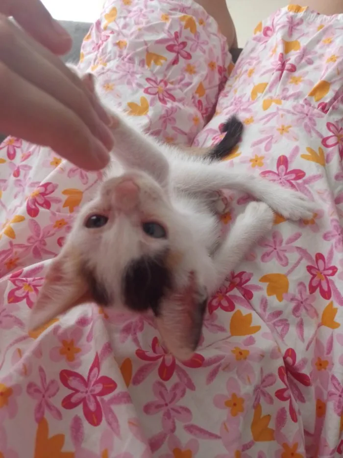 Gato raça  idade 1 ano nome Nuvem
