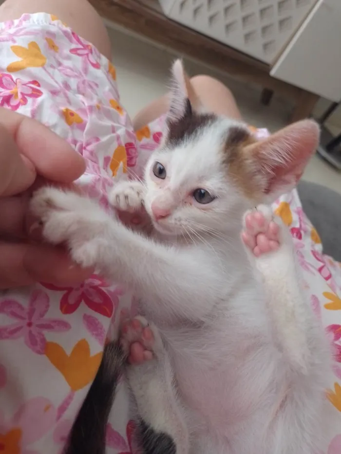 Gato raça  idade 1 ano nome Nuvem
