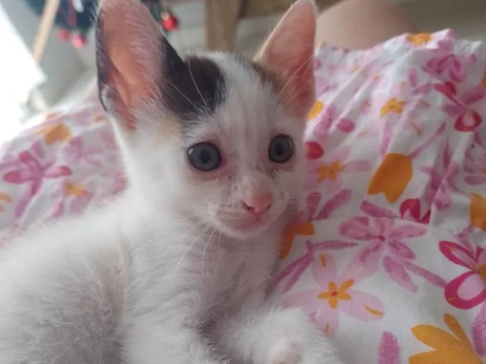 Gato raça  idade 1 ano nome Nuvem