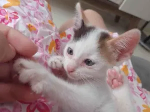 Gato raça  idade 1 ano nome Nuvem