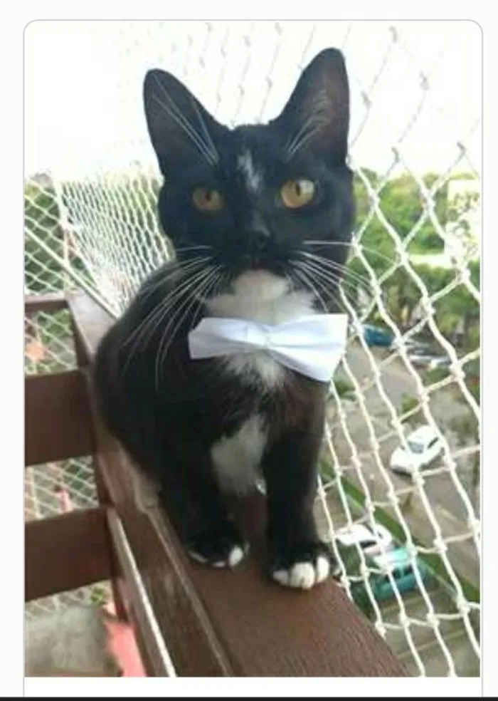 Gato ra a srd frajolinha  idade 7 a 11 meses nome DARIN