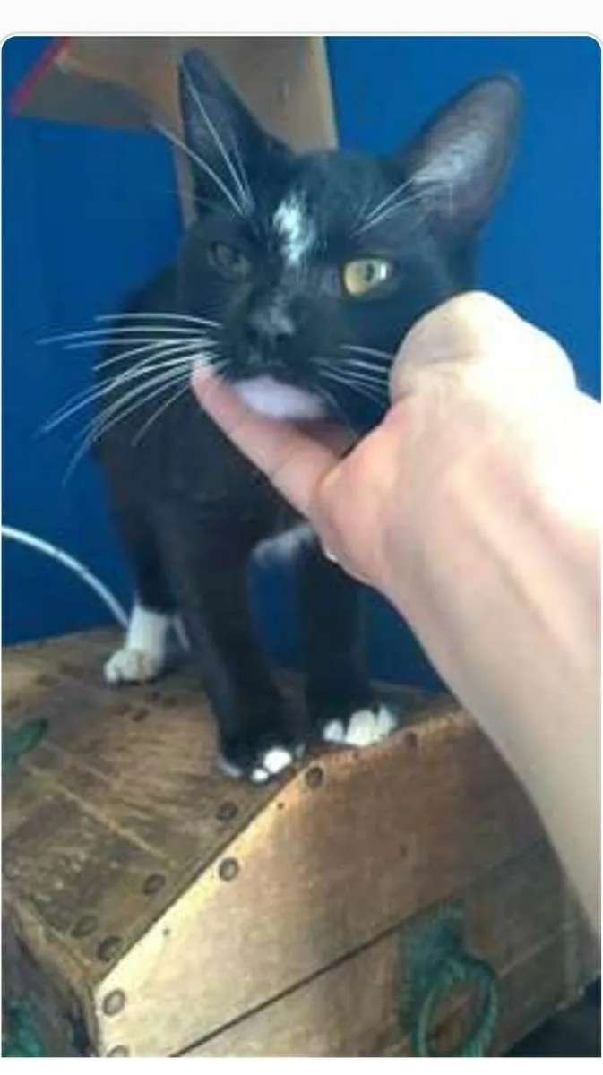 Gato ra a srd frajolinha  idade 7 a 11 meses nome DARIN