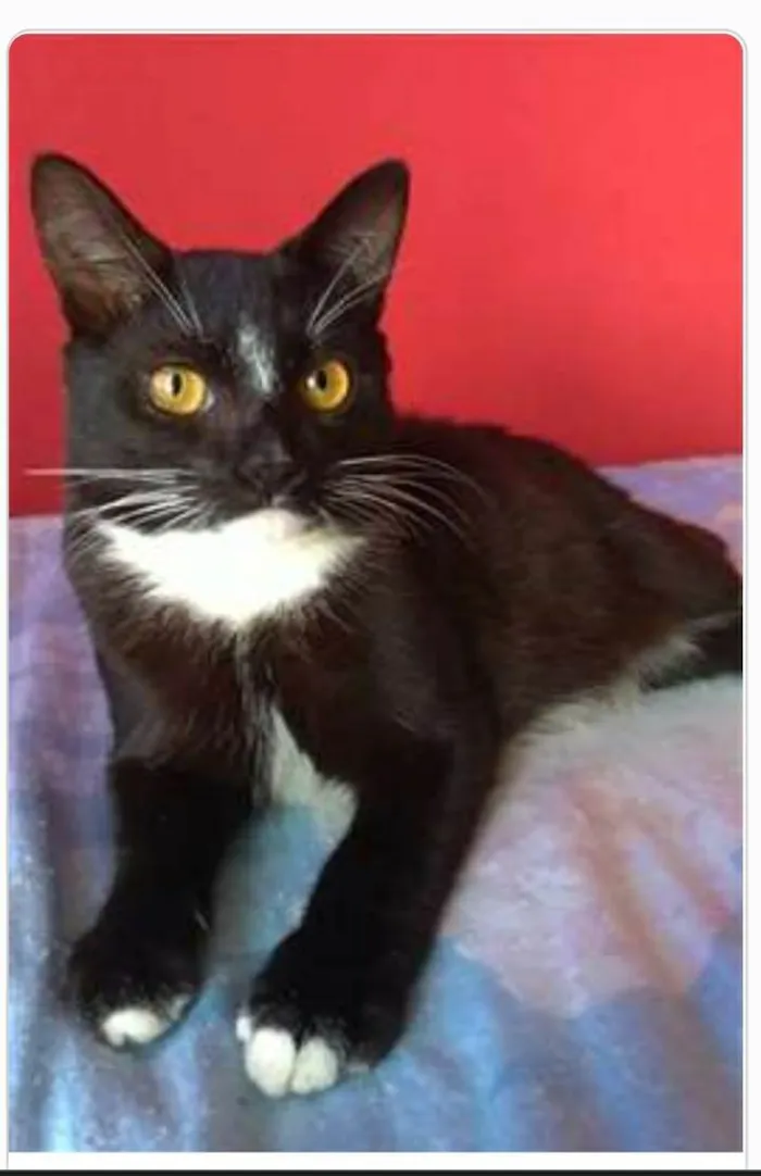 Gato ra a srd frajolinha  idade 7 a 11 meses nome DARIN