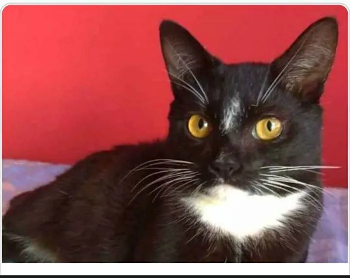 Gato ra a srd frajolinha  idade 7 a 11 meses nome DARIN