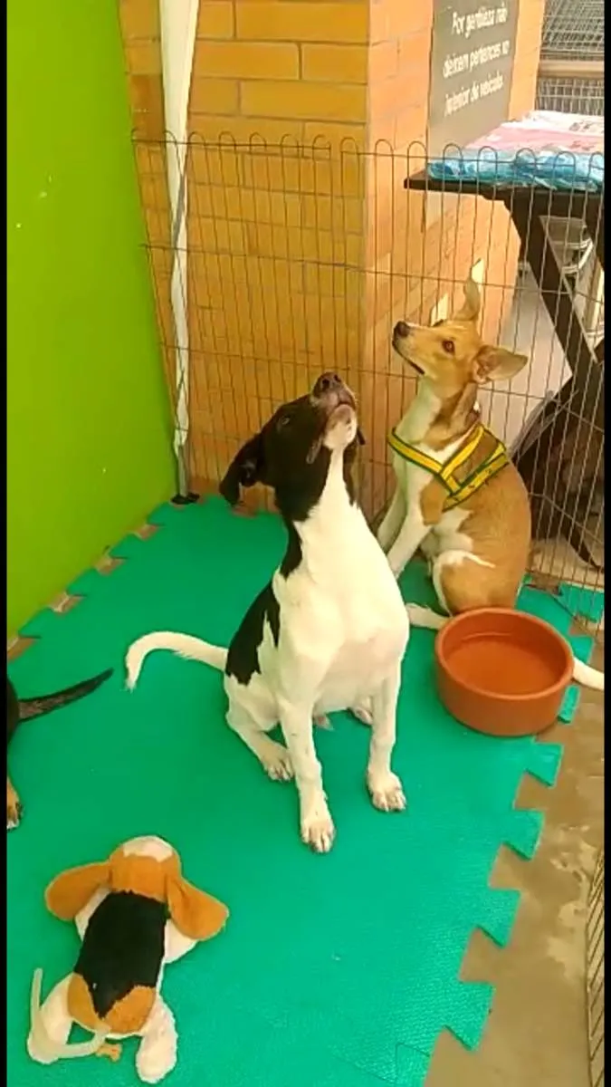 Cachorro ra a SRD-ViraLata idade 2 a 6 meses nome FLOKINHO