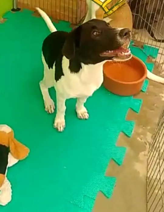 Cachorro ra a SRD-ViraLata idade 2 a 6 meses nome FLOKINHO
