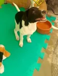 FLOKINHO