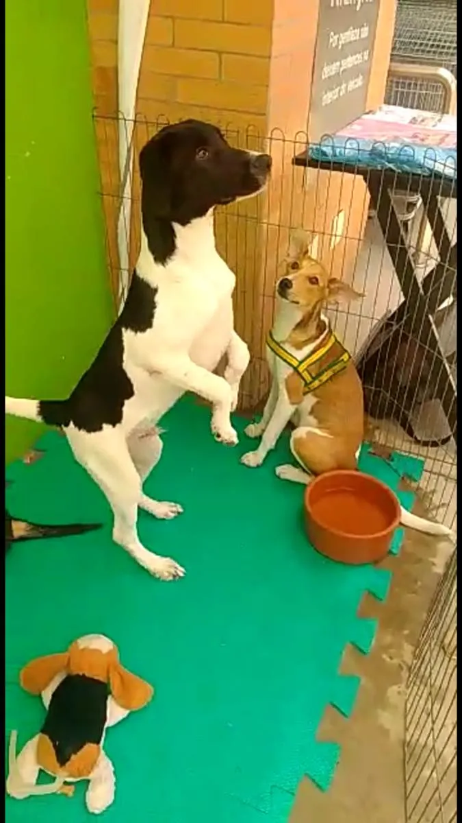 Cachorro ra a SRD-ViraLata idade 2 a 6 meses nome FLOKINHO