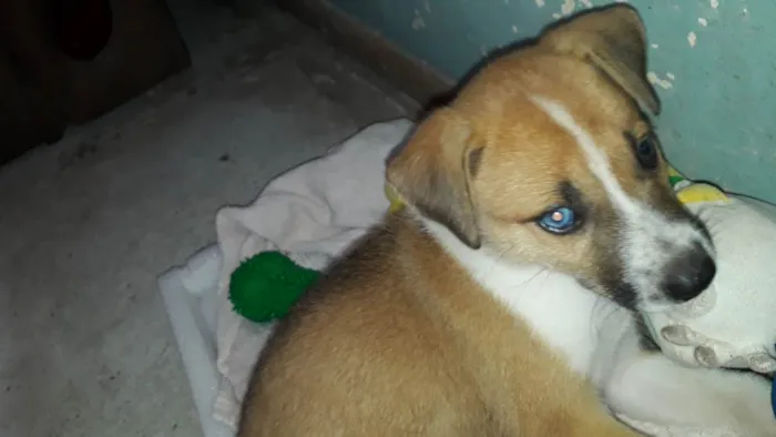 Cachorro ra a Mistura vira lata com rusky idade Abaixo de 2 meses nome Princesa 