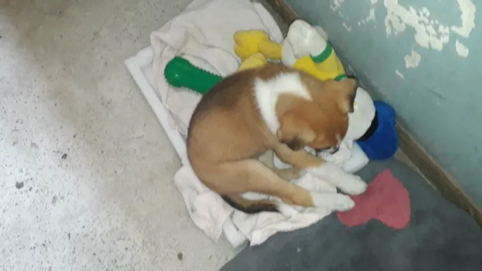 Cachorro ra a Mistura vira lata com rusky idade Abaixo de 2 meses nome Princesa 