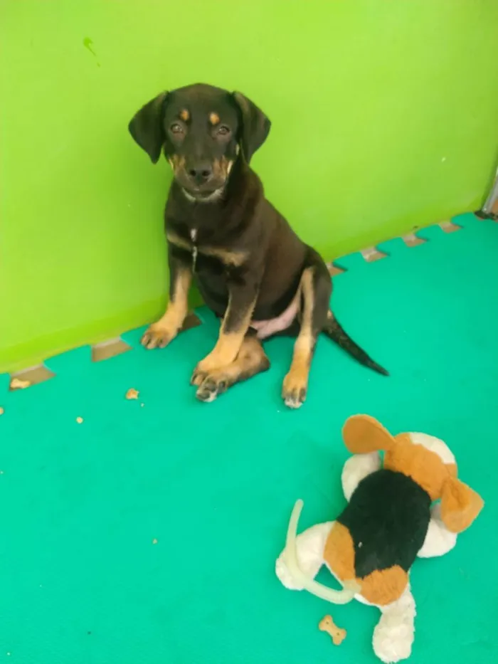 Cachorro ra a SRD-ViraLata idade 2 a 6 meses nome PRINCESO