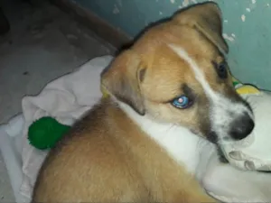 Cachorro raça Mistura vira lata com rusky idade Abaixo de 2 meses nome Princesa 