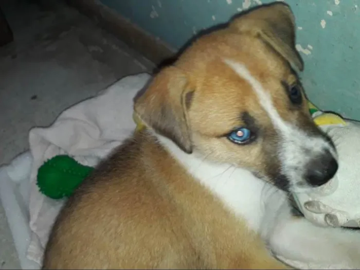Cachorro ra a Mistura vira lata com rusky idade Abaixo de 2 meses nome Princesa 