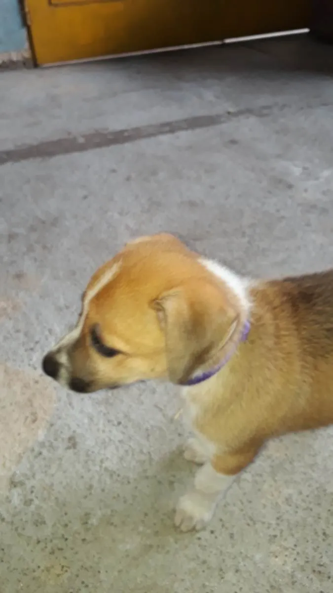 Cachorro ra a Mistura vira lata com rusky idade Abaixo de 2 meses nome Princesa 