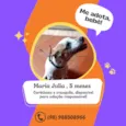 Maria julua