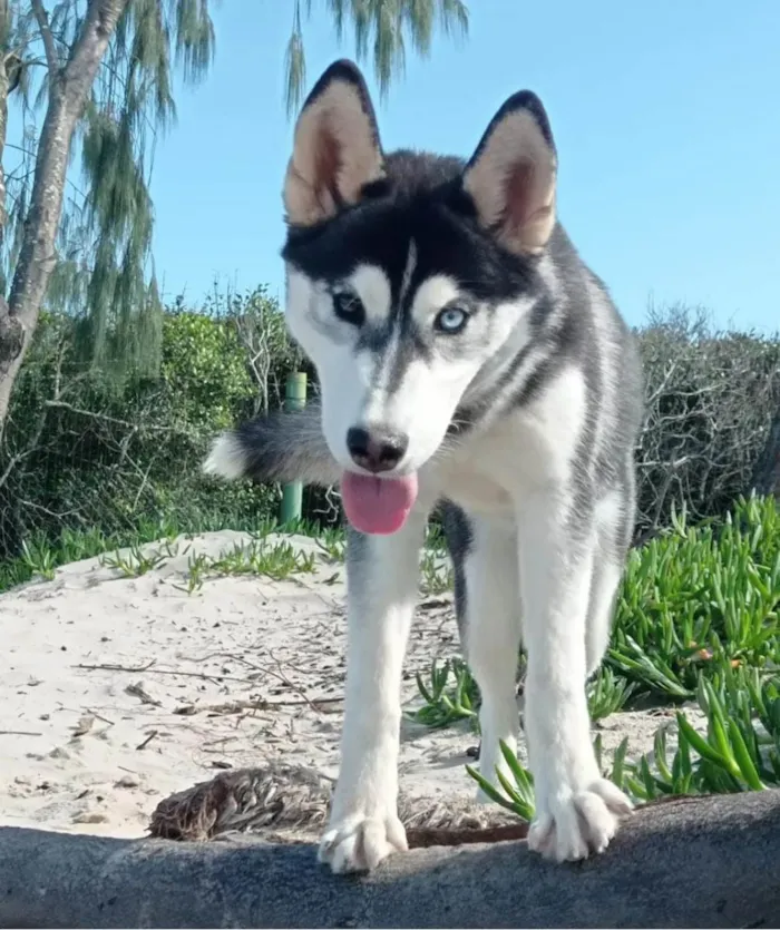 Cachorro ra a Husky Siberiano idade 1 ano nome Kiara