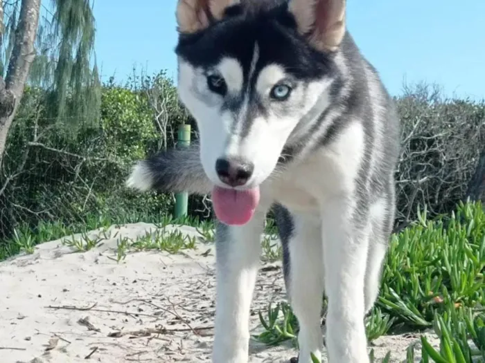 Cachorro ra a Husky Siberiano idade 1 ano nome Kiara