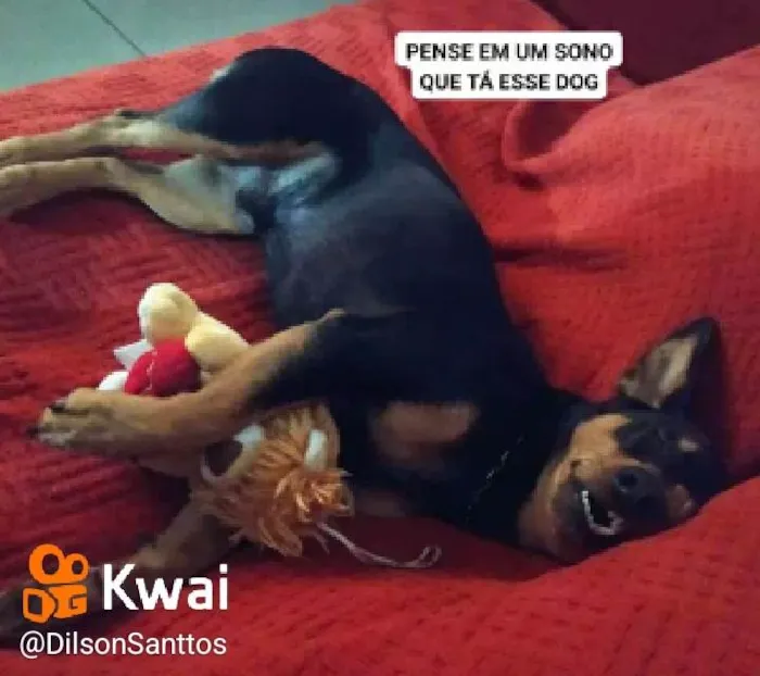 Cachorro ra a Bac idade Abaixo de 2 meses nome Bimbim