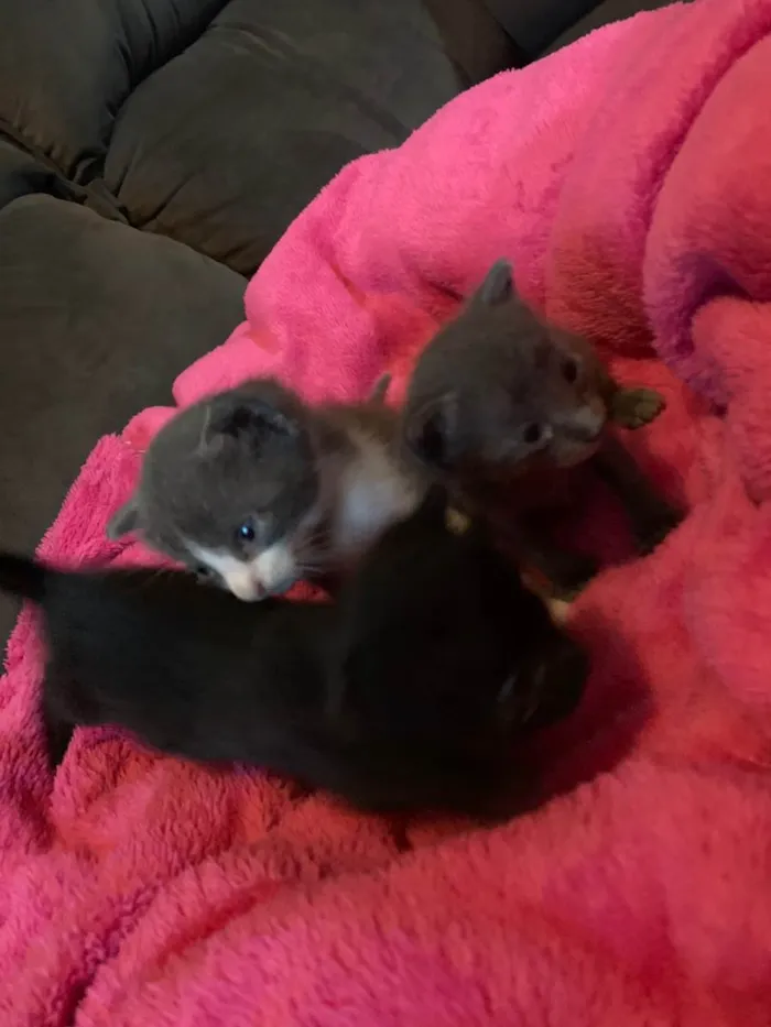 Gato ra a Filhotes idade Abaixo de 2 meses nome Filhotes
