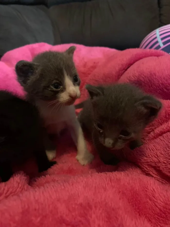 Gato ra a Filhotes idade Abaixo de 2 meses nome Filhotes
