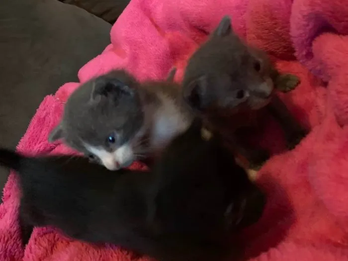 Gato ra a Filhotes idade Abaixo de 2 meses nome Filhotes