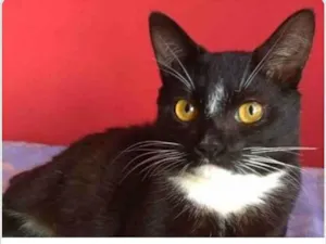 Gato raça srd frajolinha  idade 7 a 11 meses nome DARIN